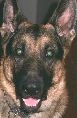 woof !